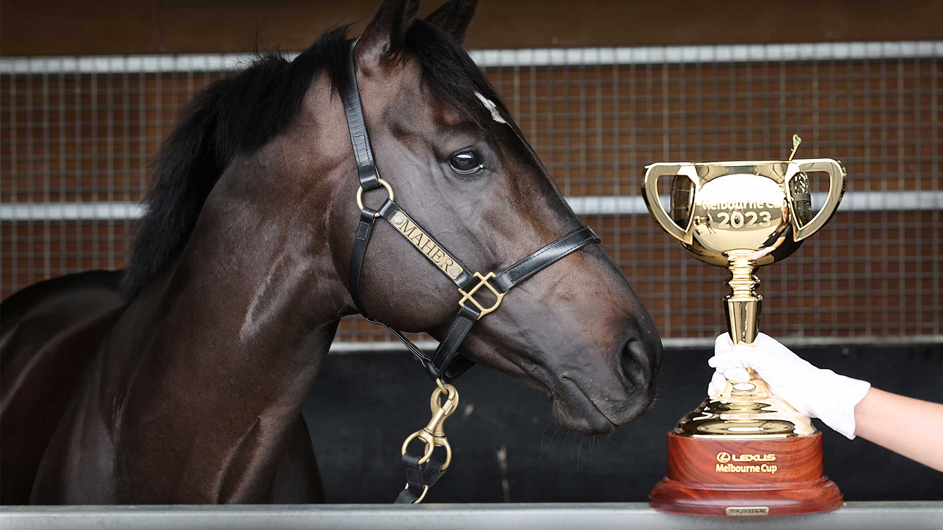 A dark brown horse with a bridle on is looking at the 2023 Melbourne Cup which is resting on its stable door.